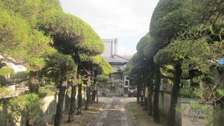美しく剪定された松並木が印象に残るお寺です