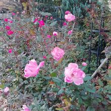 薔薇が咲いていました