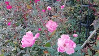 広々とした公園