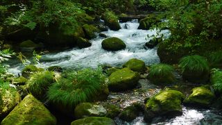 苔むした岩が並んでいます