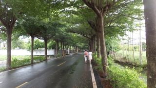 泗林健走歩道