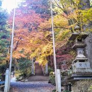 モミジの庭園