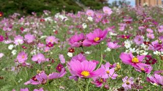 東名の東郷ＰＡからアクセス可能な牧場