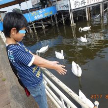 白鳥さん、おーい！