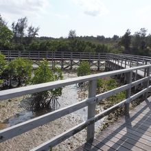 水辺に遊歩道が続きます