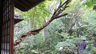 林芙美子が暮らした家です