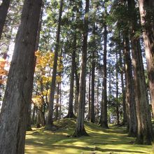 まっすぐ伸びた飫肥杉が美しい。