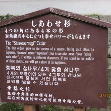 しあわせ杉の説明