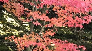 紅葉が見頃でした