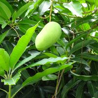 このホテルの駐車場に、マンゴーが実になっていました。