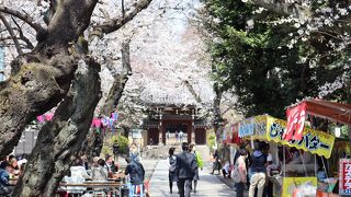 桜を見に行きました