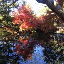 紅葉です。