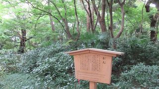 鳥や虫の鳴く声がそこかしこから聞こえて来ました。