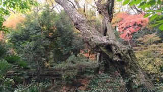 紅葉がきれい！