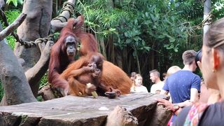 オランウータンと朝食、動物との距離が近い