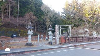 迫力ある杉の巨木