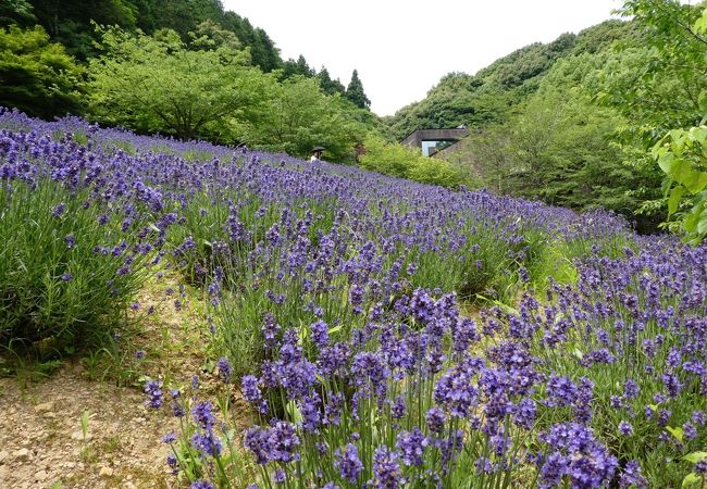 見事なラベンダー畑。九州なのに。