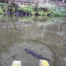 眞名井の滝に注ぐおのころ池にはでかいチョウザメが何匹も。