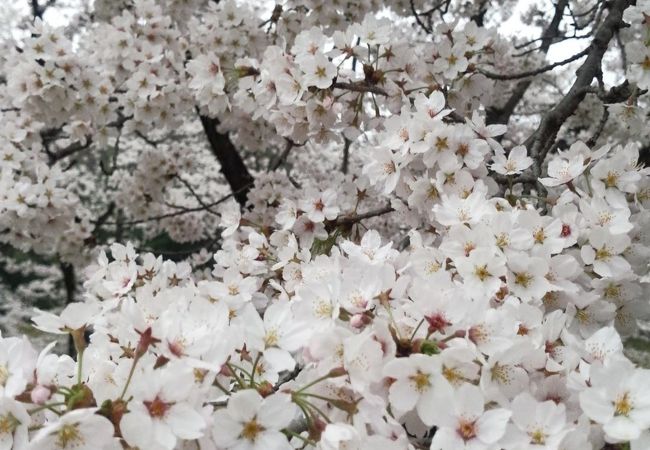 甘楽総合公園