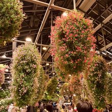 ベコニアより多いお花