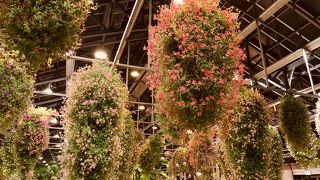 なばなの里ベコニアガーデン