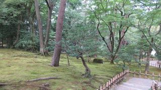 兼六園の中の深い森