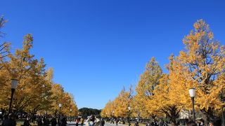 銀杏並木の黄葉が綺麗でした