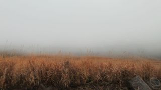 一面のススキ野原