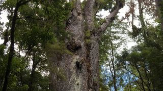 ワイポウア カウリ フォレスト