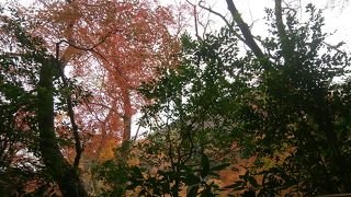 紅葉がきれいだった遊歩道