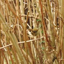 石出堰親水公園のウグイス