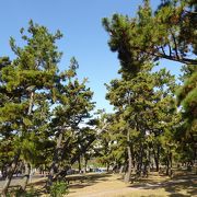 松林が美しい公園 （浜寺公園）