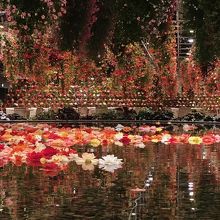 ベゴニアガーデン