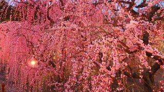 バスツアーで利用