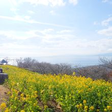 遠くに見下ろす海と、菜の花のコラボレーションが気持ちいい！