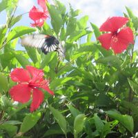 お庭にはハイビスカスも