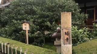 「五色八重散椿」咲くお寺