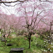 枝垂れ桜が美しい