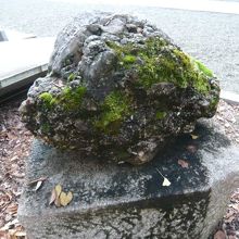 乃木神社のさざれ石に生えている苔です。苔は、北側に多いです。