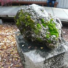 乃木神社のさざれ石は、苔が広範囲に成長している点が特徴です。