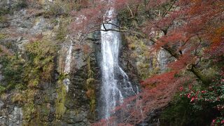 紅葉とのコラボレーション