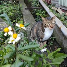 ねこ