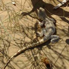 結構大きなトカゲも出没したキジルクム砂漠。