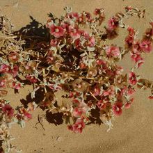 乾燥しきったように見えるキジルクム砂漠にも可憐な花が。