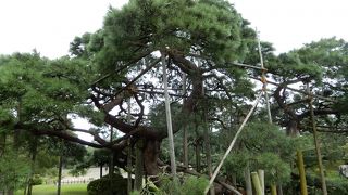 雪つりといえばこの松です