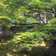 風に揺れる青もみじ