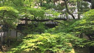 広い庭園と青もみじ