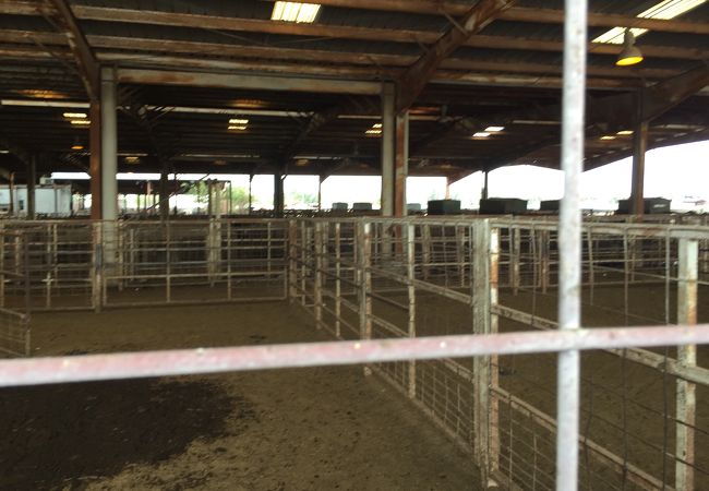 牛のセリも見れます。まるで築地の牛バージョン。