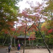 瑞巌寺公園の紅葉