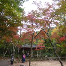 瑞巌寺公園の紅葉･少し早かった